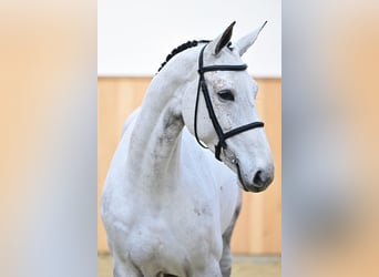 Zangersheide, Klacz, 8 lat, 170 cm, Siwa