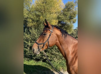 Zangersheide, Klacz, 8 lat, 173 cm, Gniada