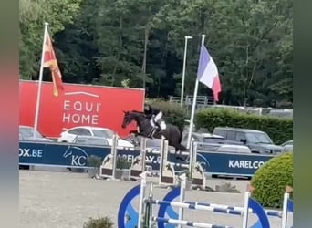 Zangersheide, Klacz, 8 lat, 173 cm, Kara