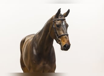 Zangersheide, Klacz, 8 lat, 173 cm