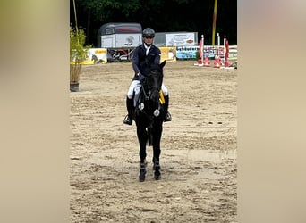Zangersheide, Klacz, 9 lat, 162 cm, Kara