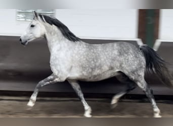 Zangersheide, Klacz, 9 lat, 168 cm, Siwa