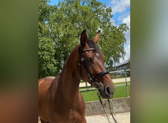 Zangersheide, Klacz, 9 lat, 170 cm, Gniada
