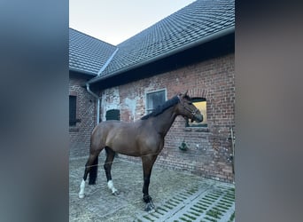 Zangersheide, Klacz, 9 lat, 170 cm, Gniada