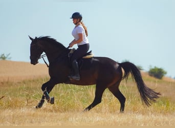 Zangersheide, Klacz, 9 lat, 172 cm, Ciemnogniada
