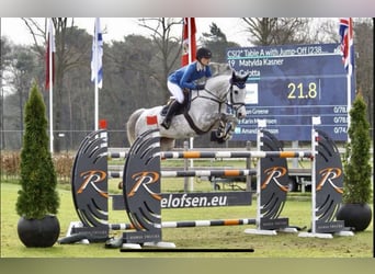 Zangersheide, Klacz, Źrebak (03/2026), 169 cm, Ciemnogniada