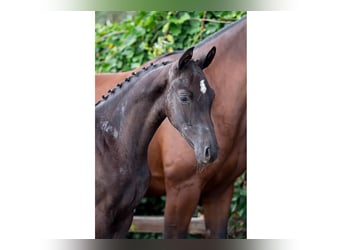 Zangersheide, Klacz, Źrebak (04/2026), Kara