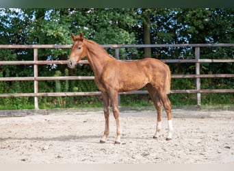 Zangersheide, Klacz, Źrebak (05/2026), Kasztanowata