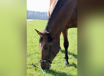 Zangersheide, Merrie, 10 Jaar, 160 cm, Bruin