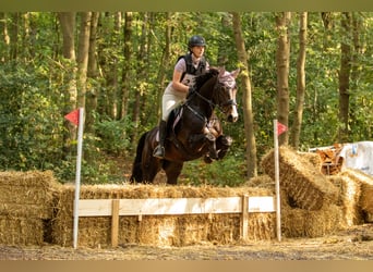 Zangersheide, Merrie, 10 Jaar, 164 cm, Donkerbruin