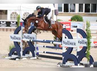 Zangersheide, Merrie, 10 Jaar, 165 cm, Bruin