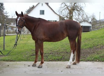 Zangersheide, Merrie, 10 Jaar, 165 cm, Vos