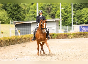 Zangersheide, Merrie, 10 Jaar, 166 cm, Vos