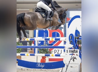 Zangersheide, Merrie, 10 Jaar, 167 cm, Bruin