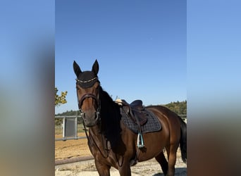 Zangersheide Mix, Merrie, 10 Jaar, 167 cm, Bruin