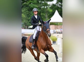 Zangersheide, Merrie, 10 Jaar, 167 cm, Bruin