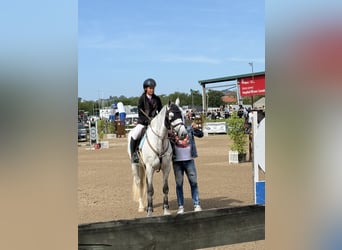 Zangersheide, Merrie, 10 Jaar, 167 cm, Schimmel