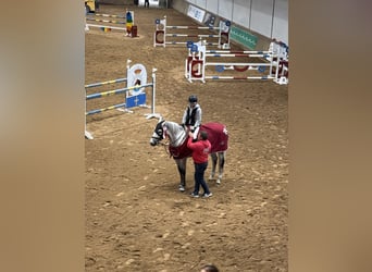 Zangersheide, Merrie, 10 Jaar, 168 cm, Schimmel