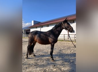Zangersheide, Merrie, 10 Jaar, 170 cm, Donkerbruin