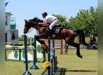 Zangersheide, Merrie, 10 Jaar, 170 cm, Roodbruin