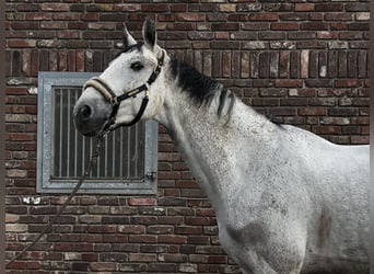 Zangersheide, Merrie, 10 Jaar, 173 cm, Appelschimmel