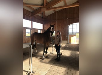 Zangersheide, Merrie, 10 Jaar, 173 cm, Bruin