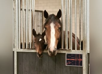 Zangersheide, Merrie, 10 Jaar, 175 cm, Donkerbruin