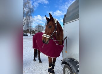 Zangersheide, Merrie, 11 Jaar, 160 cm
