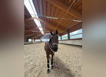 Zangersheide, Merrie, 11 Jaar, 160 cm