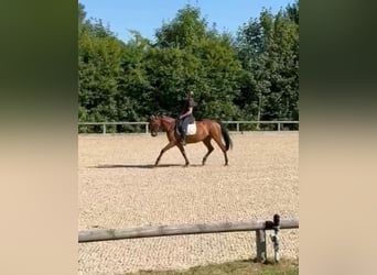Zangersheide, Merrie, 11 Jaar, 161 cm