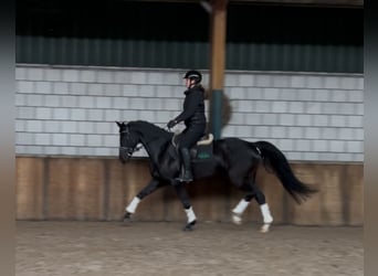 Zangersheide, Merrie, 11 Jaar, 161 cm, Zwart