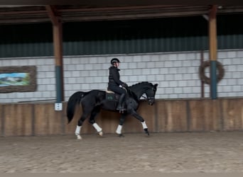 Zangersheide, Merrie, 11 Jaar, 161 cm, Zwart