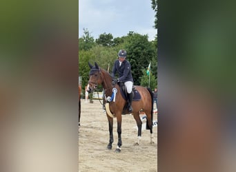 Zangersheide, Merrie, 11 Jaar, 165 cm, Donkerbruin