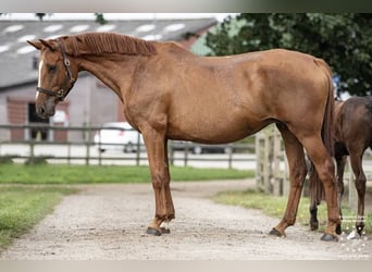 Zangersheide, Merrie, 11 Jaar, 165 cm, Vos