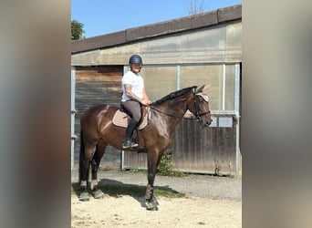 Zangersheide, Merrie, 11 Jaar, 170 cm, Bruin