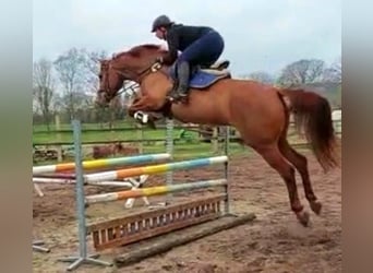 Zangersheide, Merrie, 11 Jaar, 172 cm, Vos