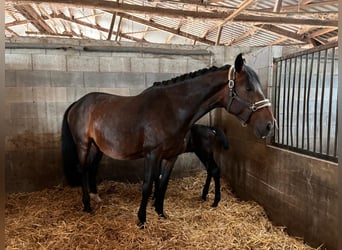 Zangersheide, Merrie, 11 Jaar, 176 cm, Bruin