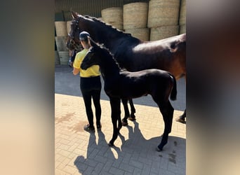 Zangersheide, Merrie, 11 Jaar, 176 cm, Bruin