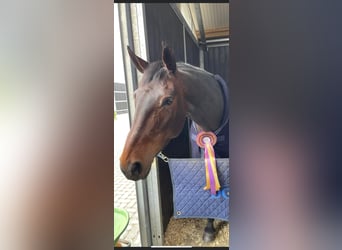 Zangersheide, Merrie, 12 Jaar, 164 cm, Bruin