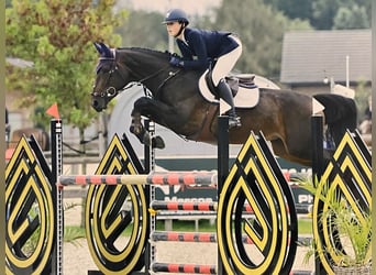 Zangersheide, Merrie, 12 Jaar, 164 cm, Bruin