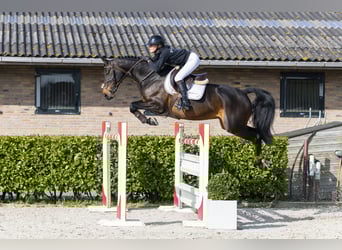 Zangersheide, Merrie, 12 Jaar, 167 cm, Zwart