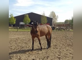 Zangersheide, Merrie, 13 Jaar, 165 cm, Bruin