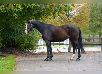 Zangersheide, Merrie, 13 Jaar, 167 cm, Bruin