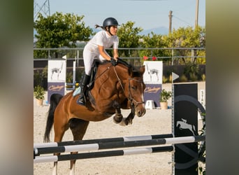 Zangersheide, Merrie, 13 Jaar, 167 cm, Roodbruin