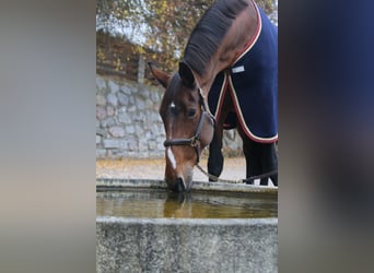 Zangersheide, Merrie, 13 Jaar, 170 cm, Bruin