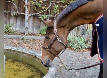 Zangersheide, Merrie, 13 Jaar, 170 cm, Bruin