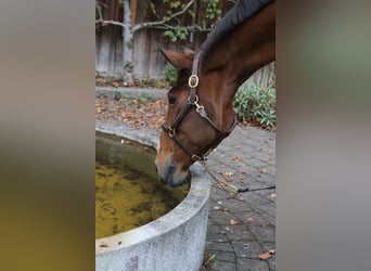 Zangersheide, Merrie, 13 Jaar, 170 cm, Bruin