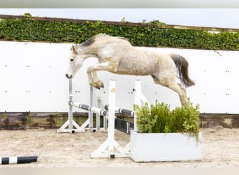 Zangersheide, Merrie, 14 Jaar, 162 cm, Schimmel