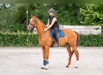 Zangersheide, Merrie, 14 Jaar, 164 cm, Vos