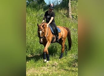 Zangersheide, Merrie, 14 Jaar, 164 cm, Vos